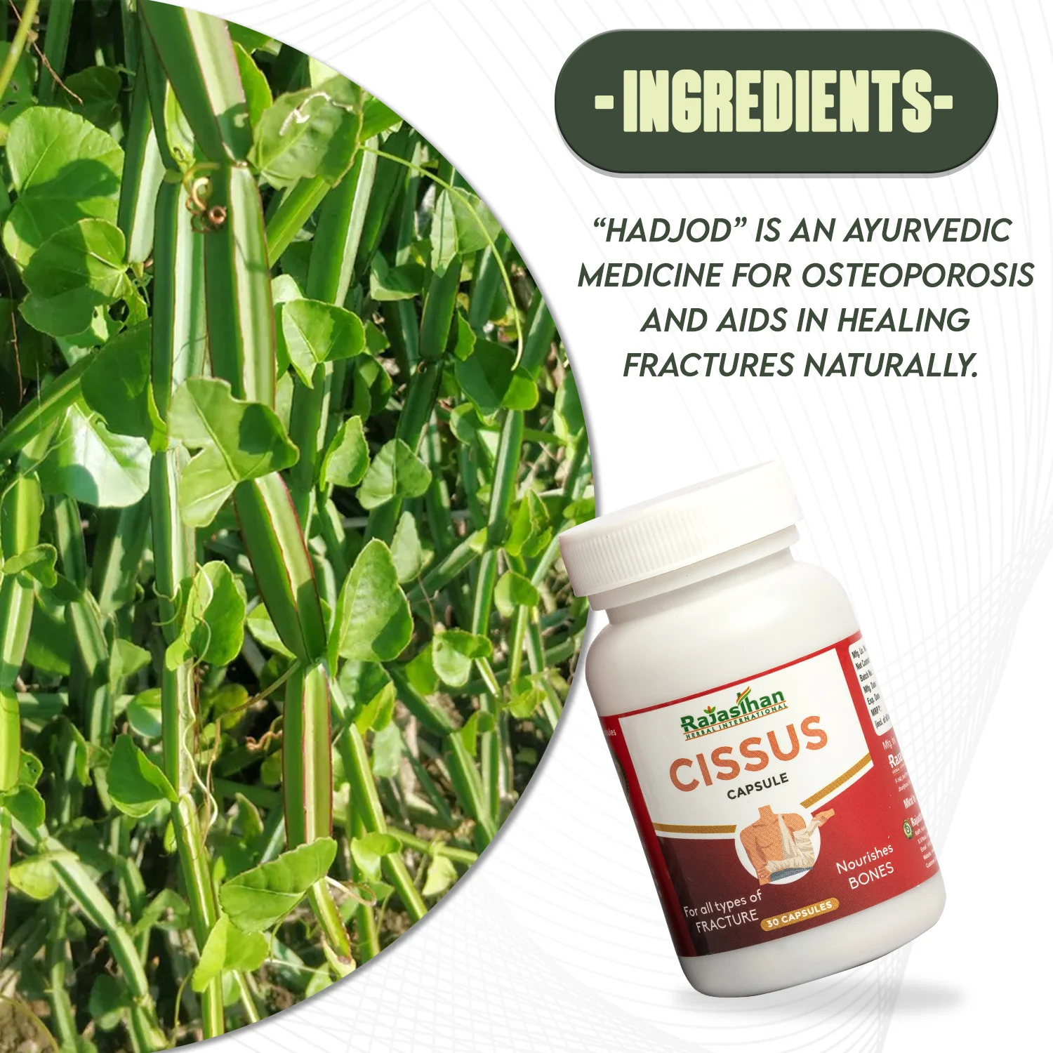 cissus capsule ingredients